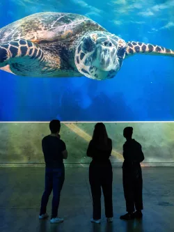 Tortue de mer en train de nager, avec 3 personnes devant